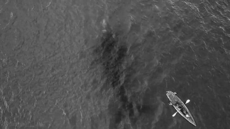 Read more about the article Amazing Drone Footage Of Whale Swimming Among Kayakers