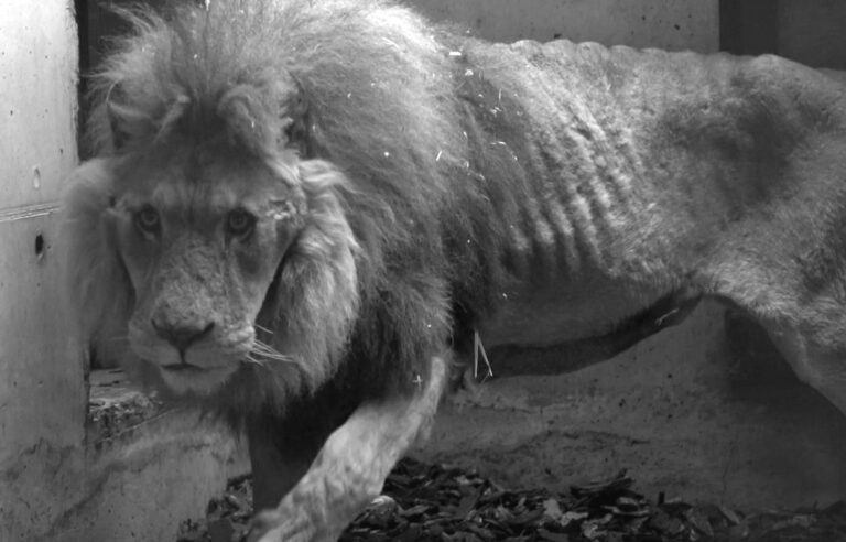 Read more about the article Emaciated Lion Rescued From Evil French Circus
