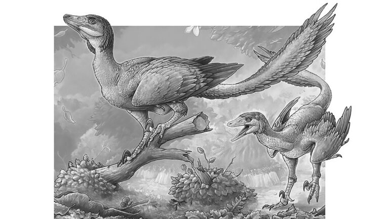 Read more about the article New Raptor Species Is Missing Dinosaur Link To Birds