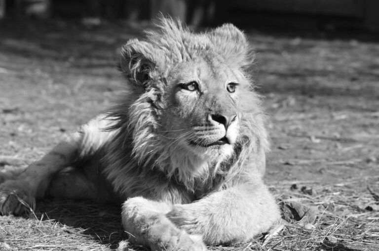 Read more about the article Simba The Abused Lion Cub Turns 1 At Animal Centre