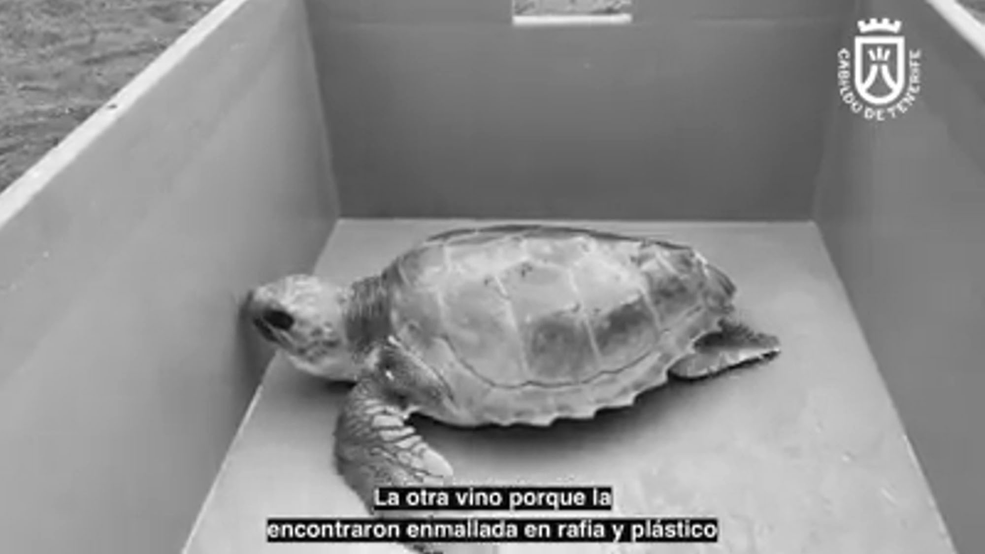 Read more about the article Rare Turtles Return To Sea After Treatment In Tenerife