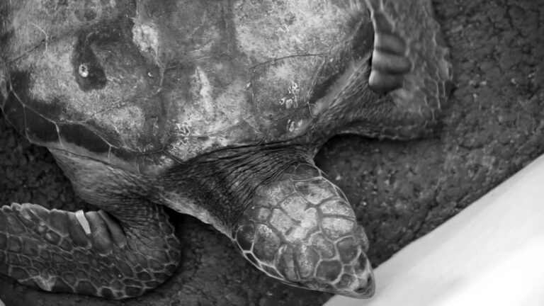 Read more about the article COVID Health Staff Asked To Help Release Turtles To Sea