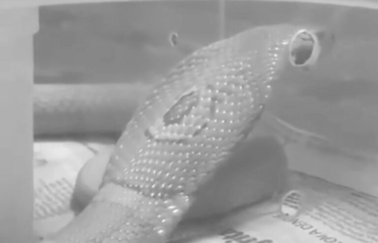 Read more about the article Student Vet In Coma After Being Bitten By Deadly Cobra