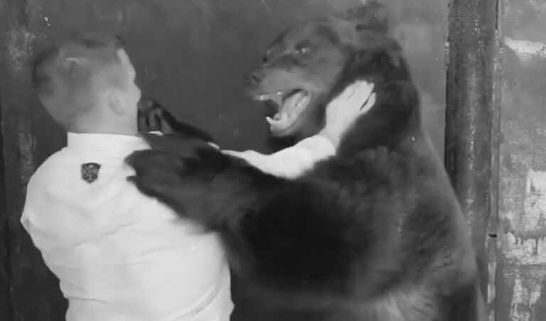 Read more about the article Judo Fighter Tackles Huge Bear After Contest Cancelled
