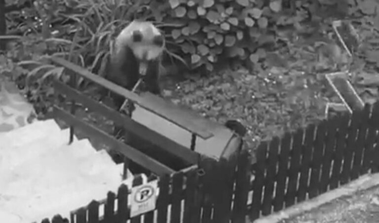 Read more about the article Polite Bear Shuts Gate After Rooting Through Rubbish Bin