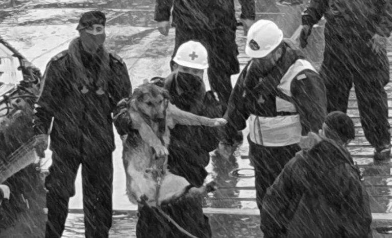 Read more about the article Moment Navy Rescues Dog In Chilly Bay After Storms