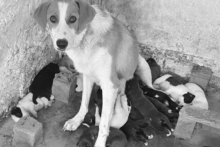 Read more about the article Shelter Dog Feeding 18 Pups After 9 Found On Street
