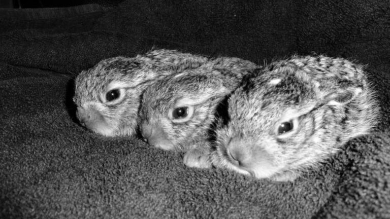 Read more about the article Cute Baby Hares Saved From Being Ground Up In Field