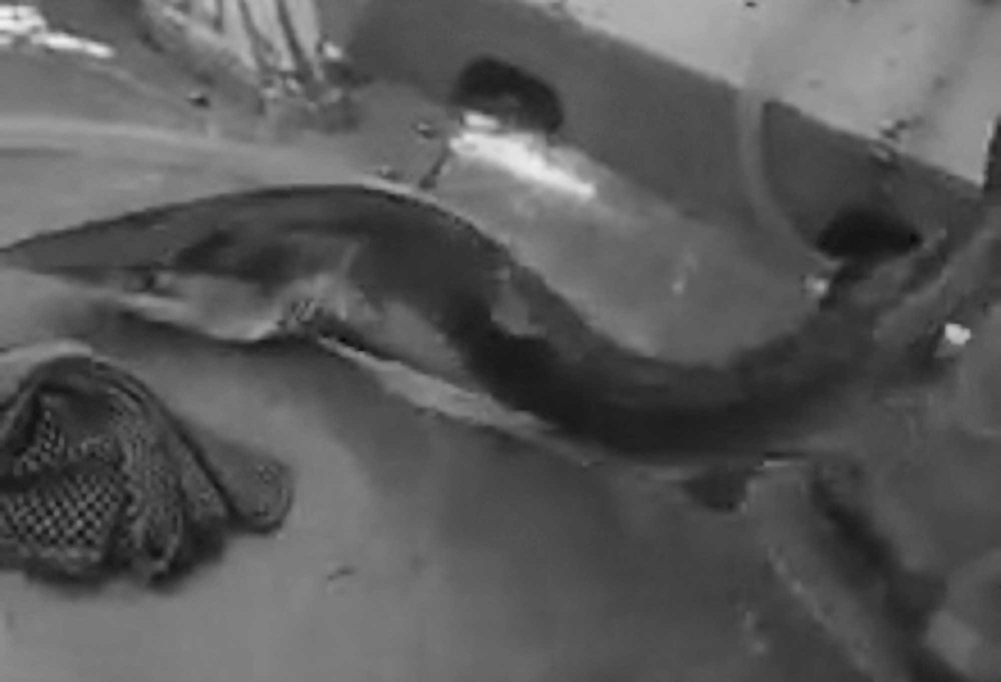 Read more about the article Moment Fishermen Save Shark From Net And Toss Overboard