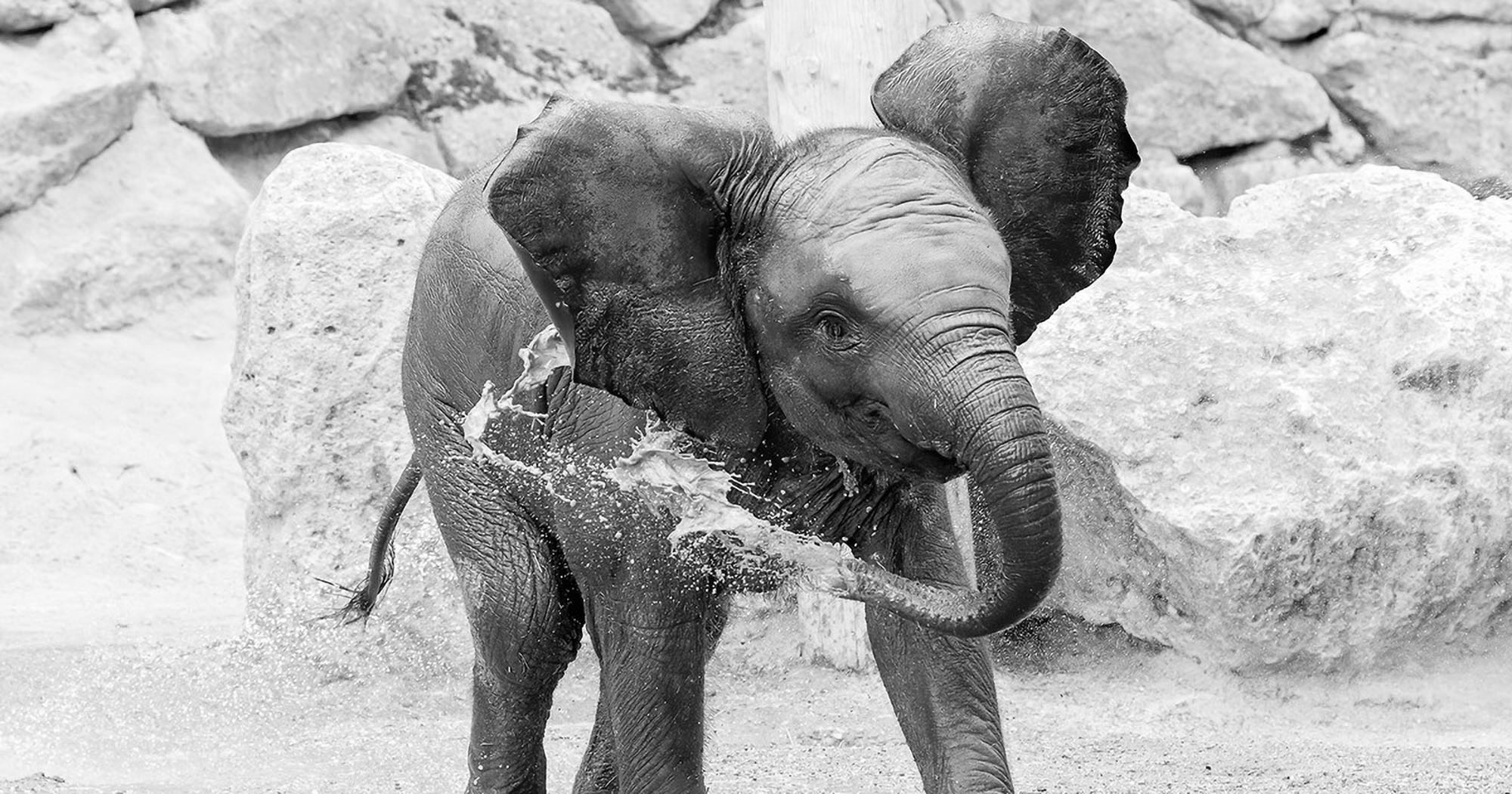 Read more about the article Moment Playful Baby Elephant Celebrates 1st Birthday