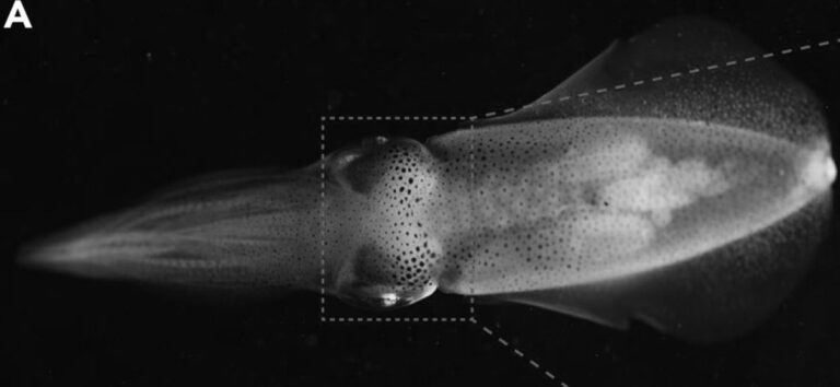 Read more about the article 1st Squid Brain Map Could Reveal Invisibility Secrets