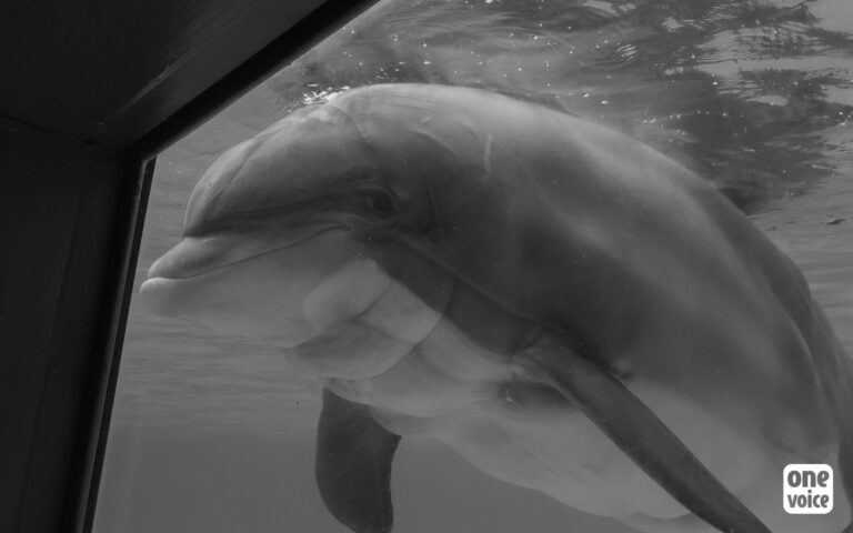 Read more about the article Sad Florida Dolphin At Asterix Park has Baby Taken Away