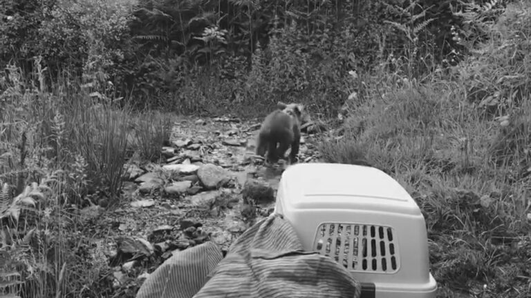 Read more about the article Orphan Bear Cub Released In Nat Park With GPS Collar