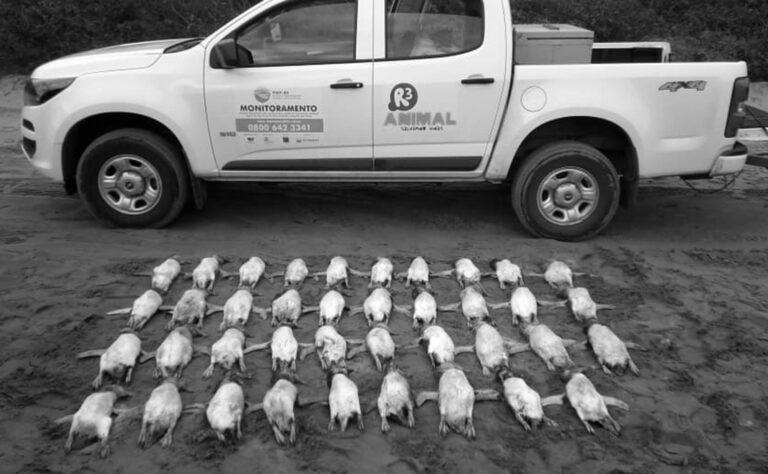 Read more about the article 70 Dead Penguins From Fishing Nets Found On Brazil Beach