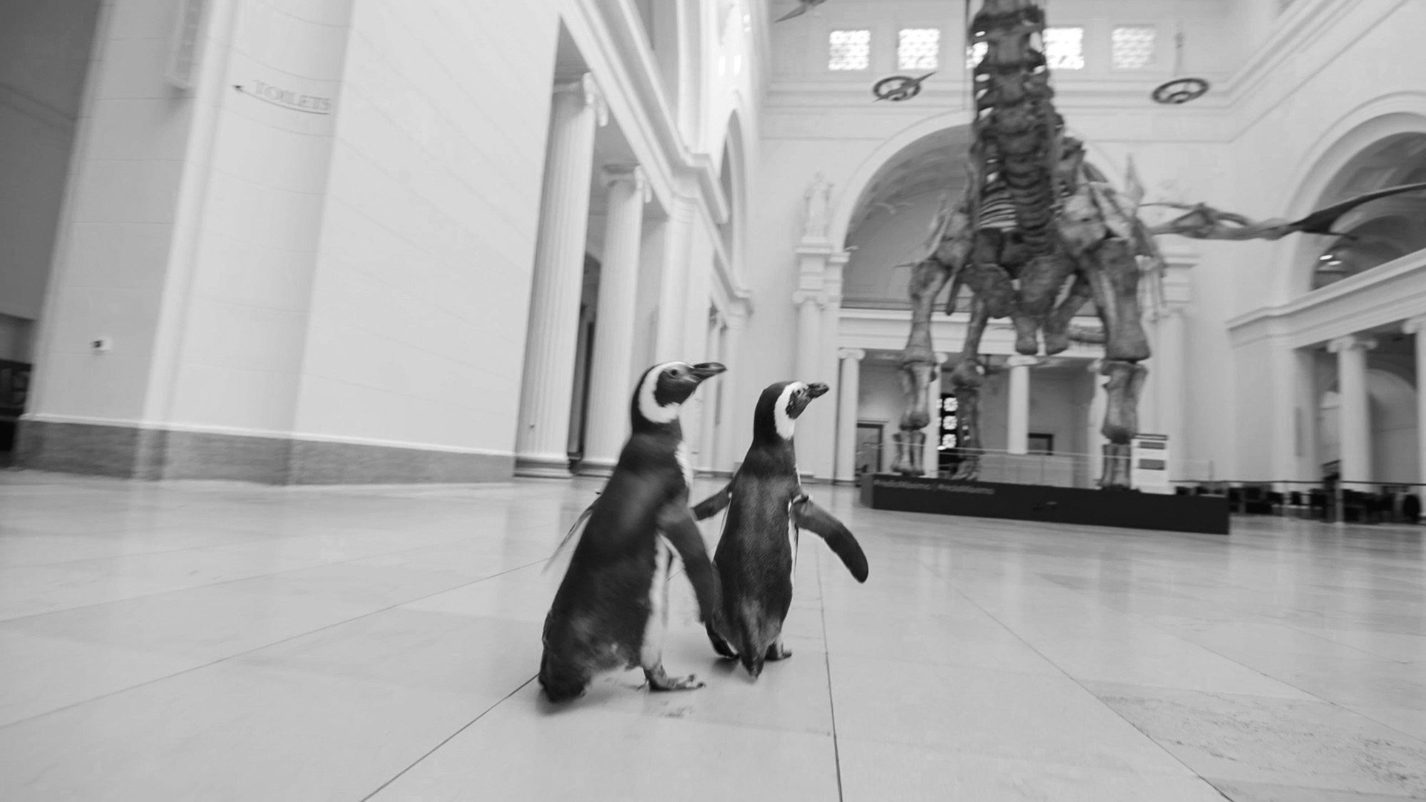Read more about the article Penguins Meet Tyrannosaurus On Day Out At Chicago Museum
