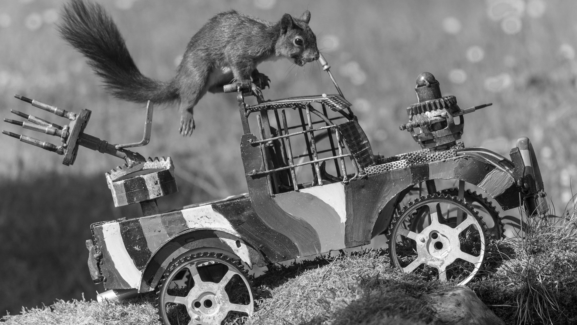 Read more about the article Hilarious Snaps Of Squirrels Playing In Mini Playground