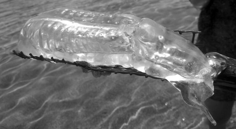 Read more about the article Huge Transparent Creature Found On Spain Tourist Beach