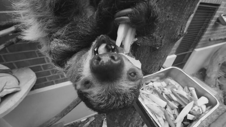 Read more about the article Moment Zoo Sloth Falls Asleep In Middle Of Lunch