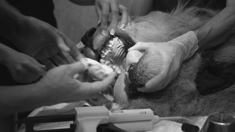 Read more about the article Jon The Abused Lion Has Tooth Surgery And Moulds