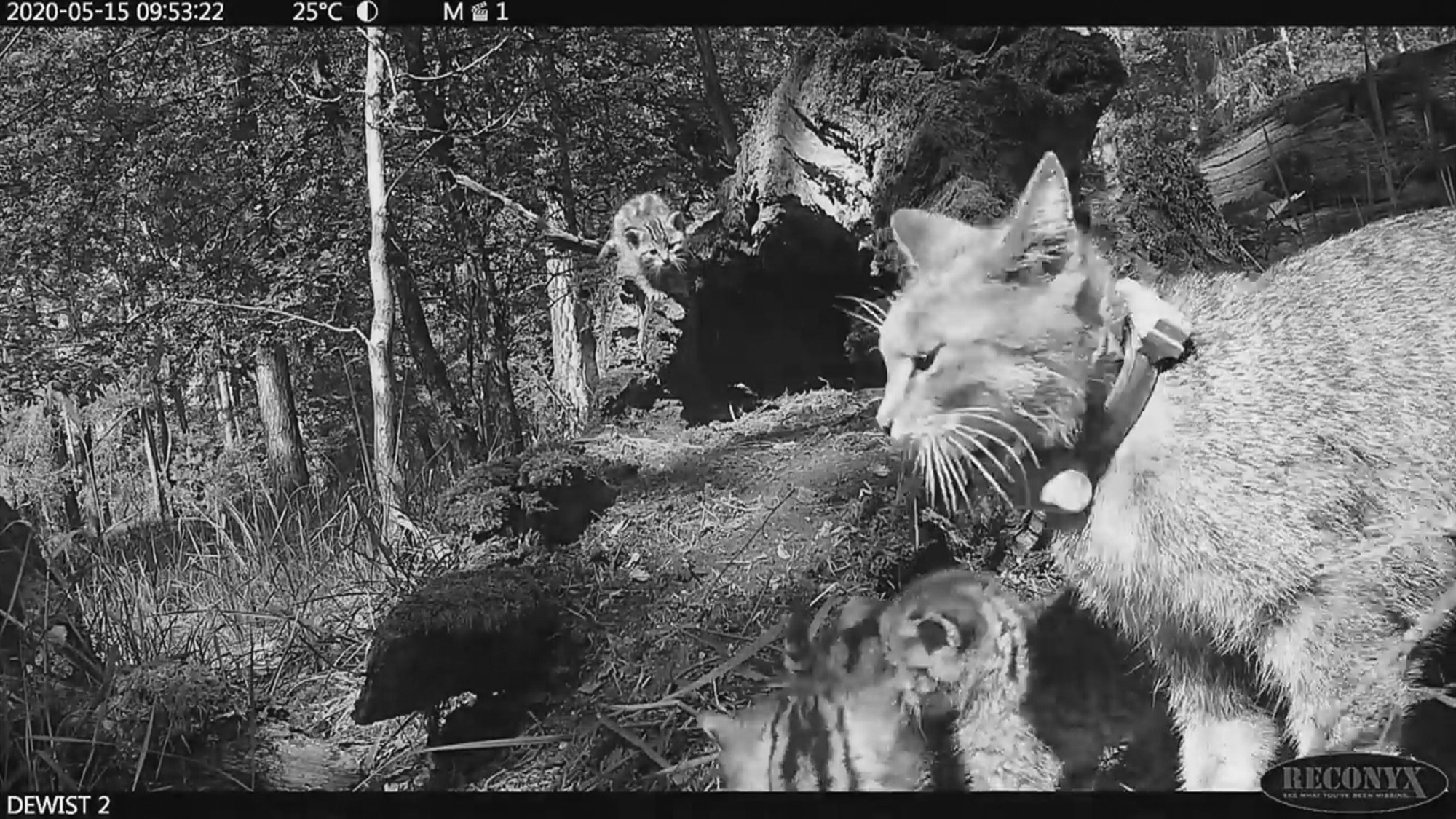 Read more about the article Wildcat Mum Caught On Pics Protecting Kittens From Wolf