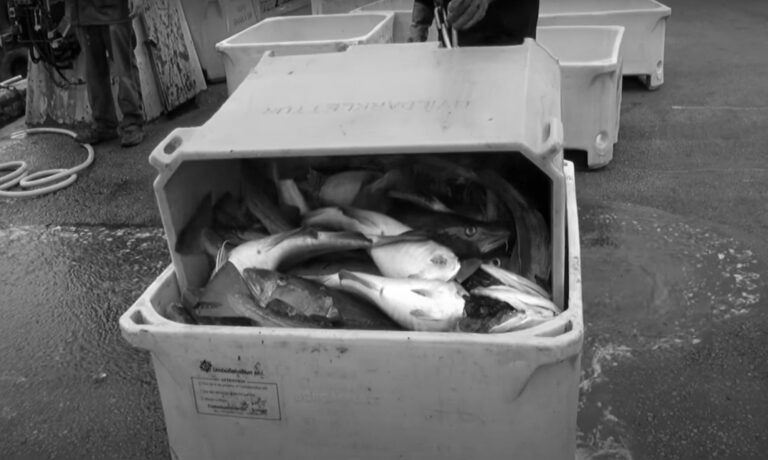 Read more about the article Icelandic Boffins Find Use For Waste Fish As Covid Cure