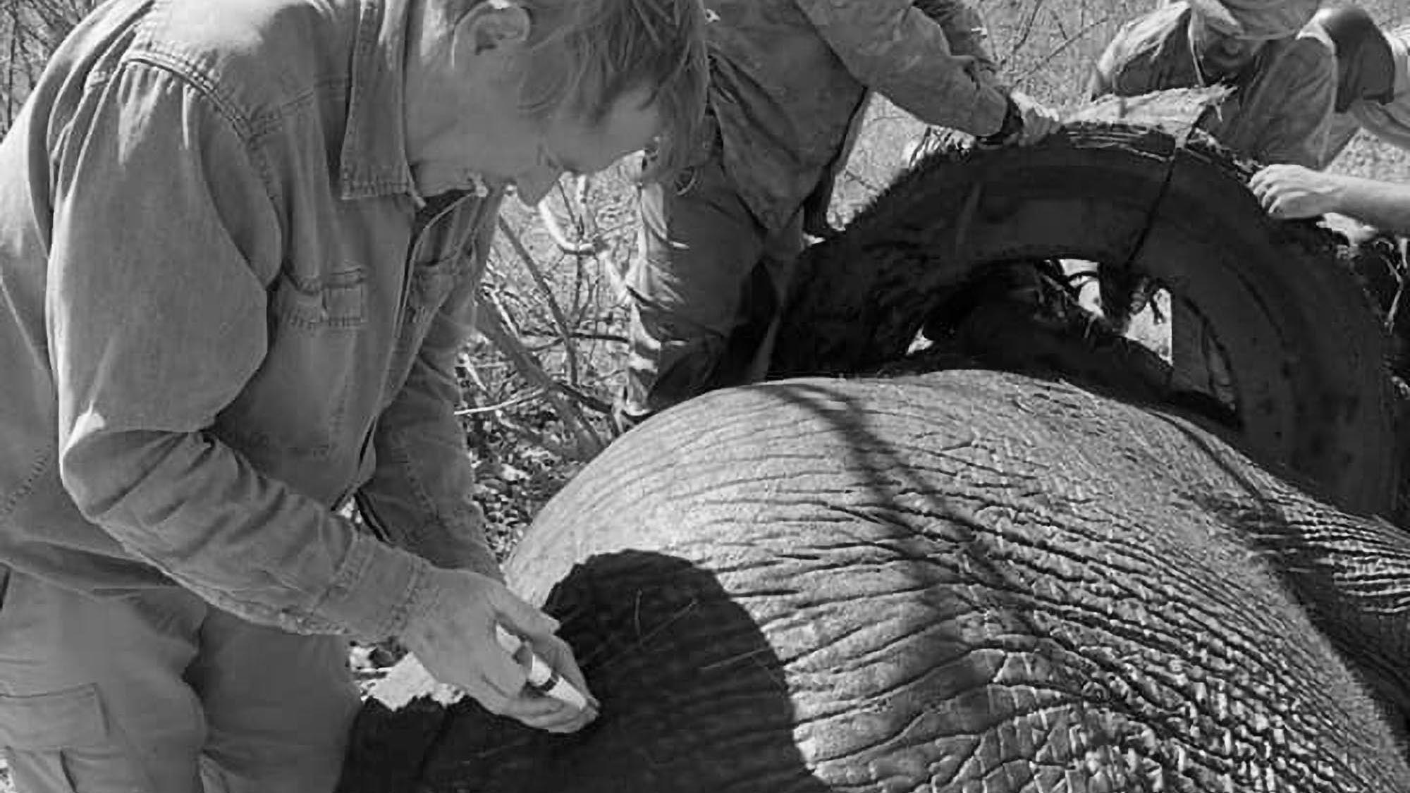Read more about the article Vets Remove Tyre From Playful Teenage Elephants Neck