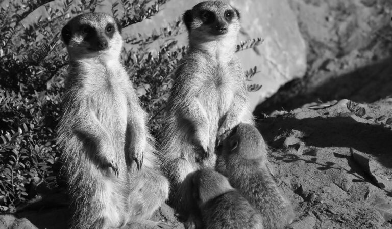 Read more about the article Cute Young Meerkats Born In Dutch Safari Park