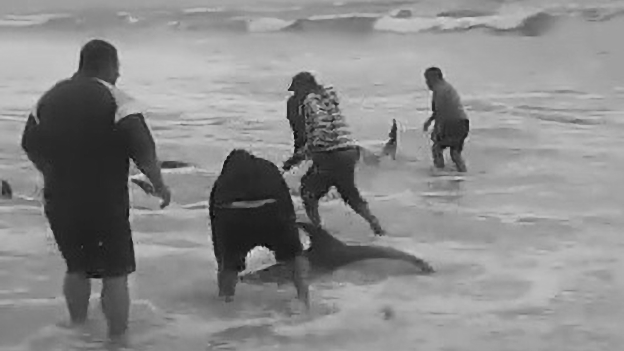 Read more about the article Fishermen Rescue Dolphin Family Caught In Nets On Beach