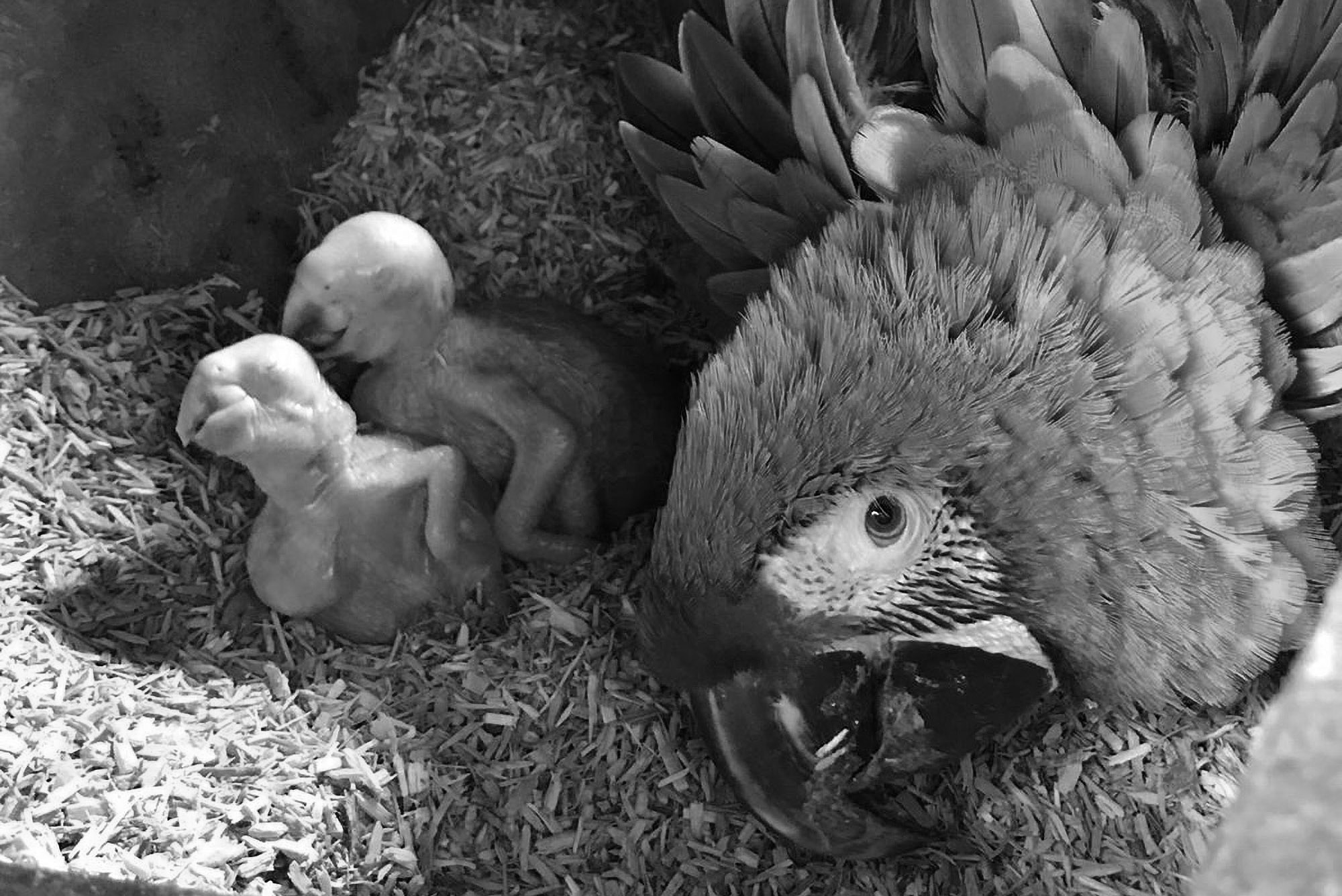 Read more about the article Rare Parrot Chicks Born At Chester Zoo