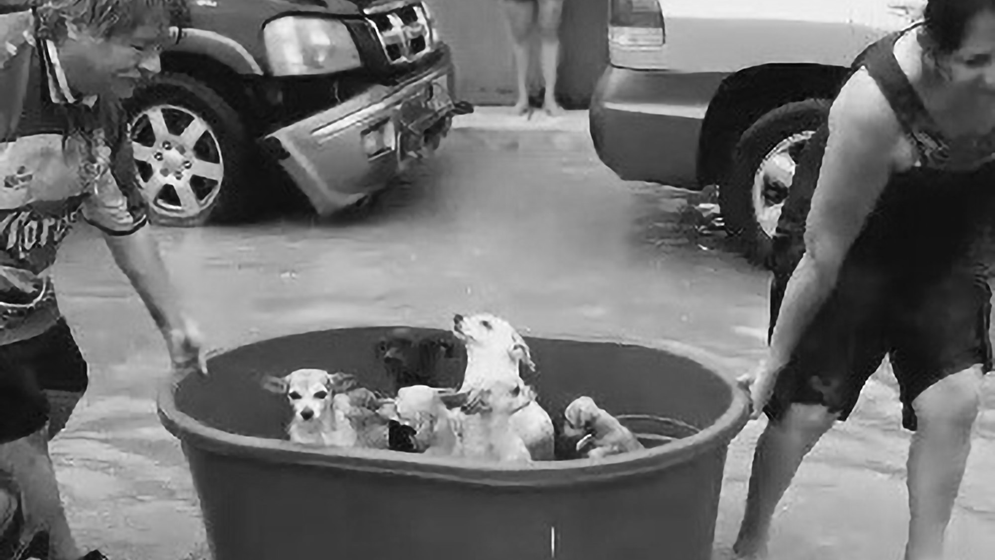Read more about the article Hurricane Hanna: Couple Drag 10 Dogs To Safety In Tub
