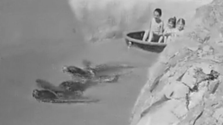 Read more about the article Outrage As Seals Filmed Towing Children In Animal Park