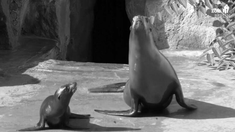 Read more about the article Cute Sea Lion Pup Roland Frolics With Mum At Zoo