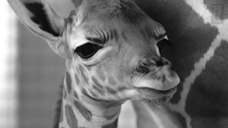 Read more about the article Moment Mum Giraffe Cares For Cute Calf At US Zoo