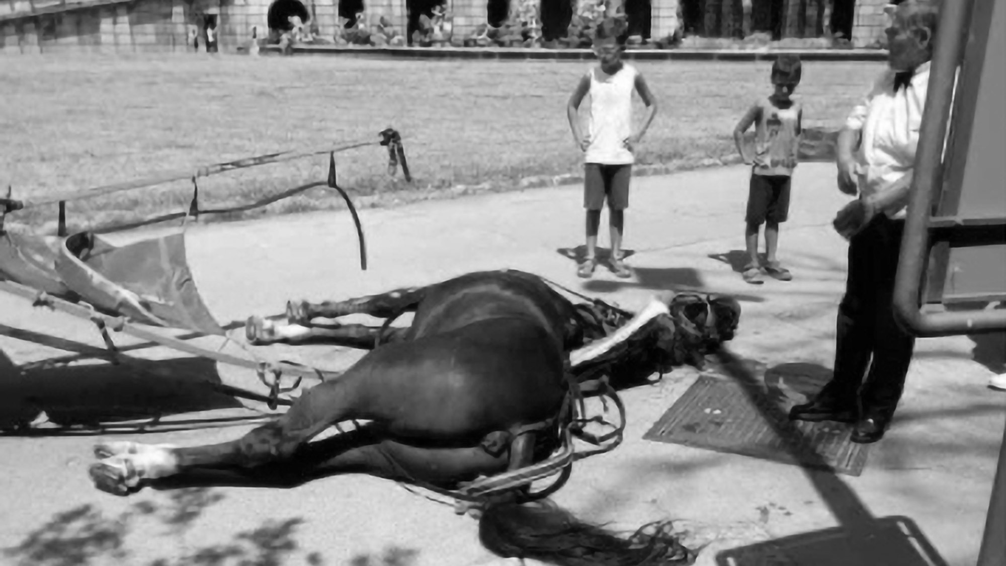 Read more about the article Horse Dies From Heat Strokes Pulling Tourists In Cart