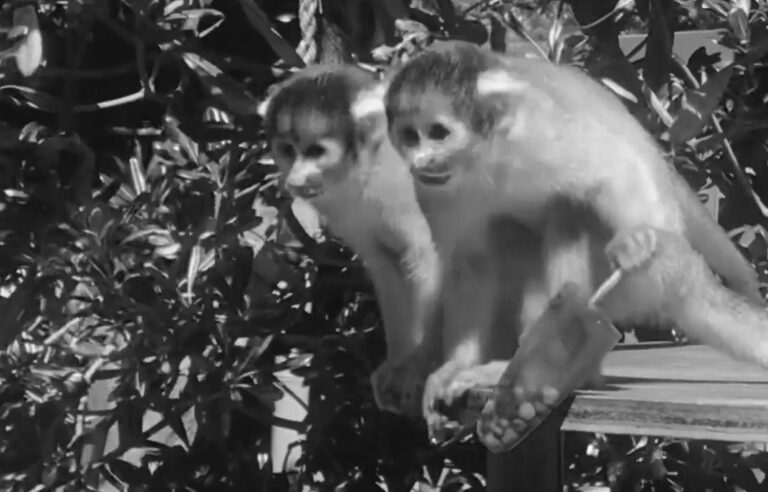 Read more about the article Monkeys Eating Icy Treats In London Zoo In Soaring Temps
