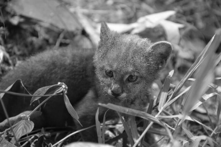 Read more about the article Farmer Adopts Jaguarundi Thinking It Was Kitten