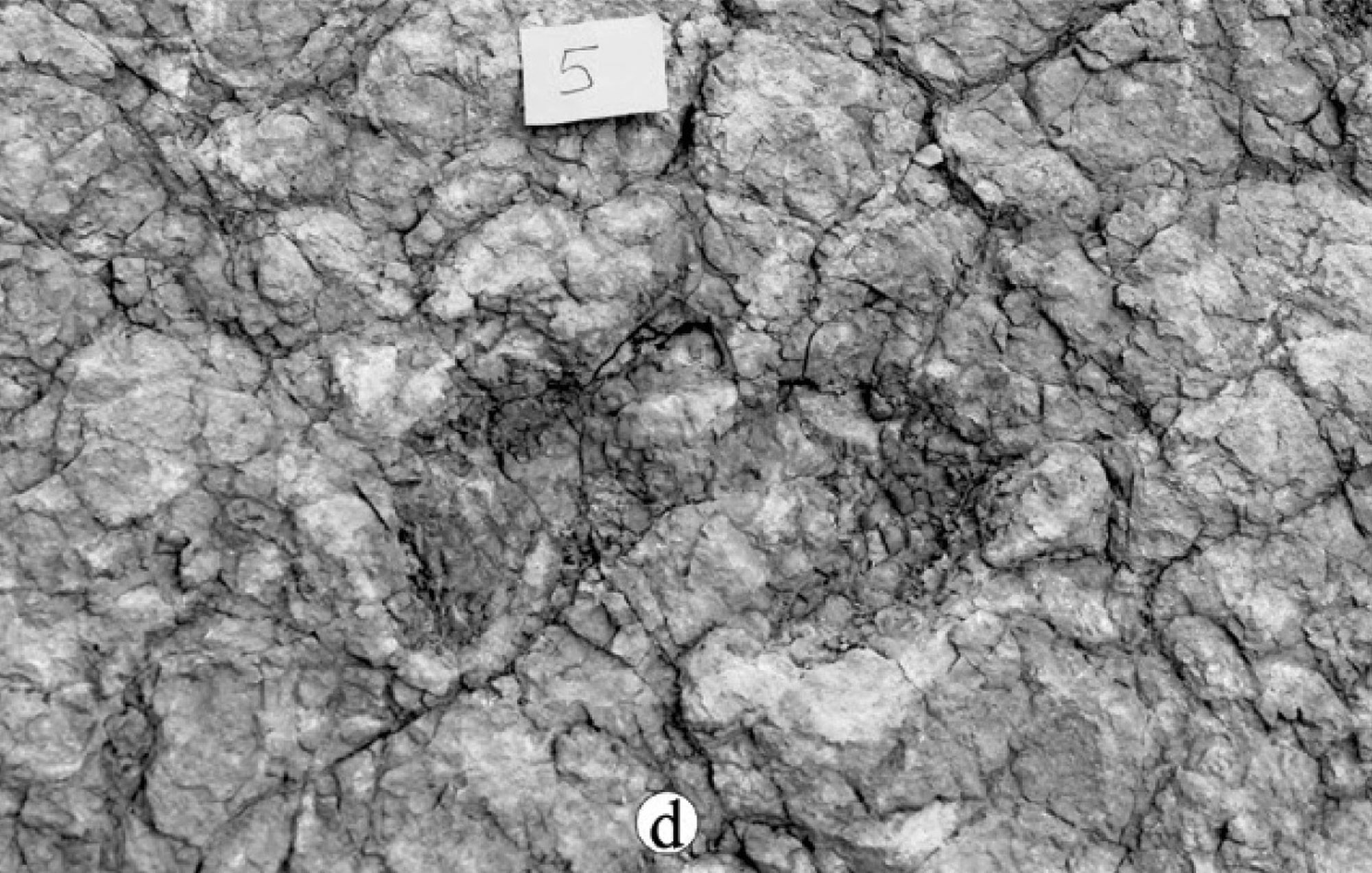 Read more about the article Turk Scientists Find 33M-Year-Old Animal Footprints