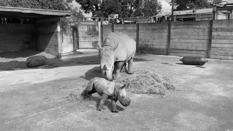 Read more about the article Cute 2 Week Old Baby Rhino Frolics Around Feeding Mum