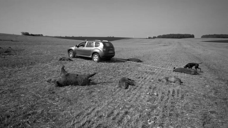 Read more about the article Herd Of Wild Boars Chased And Killed By 4×4 Drivers