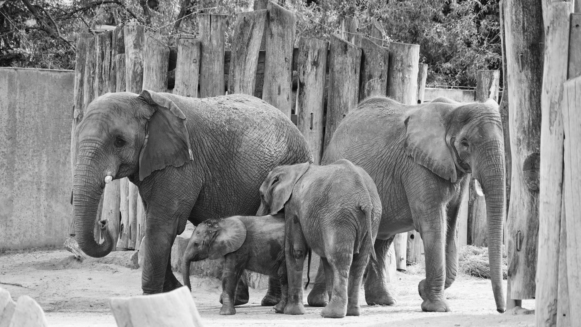 Read more about the article Reunited Elephant Family Are Together For First Time
