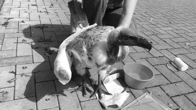 Read more about the article Exotic Vulture Lands Injured At German Airport