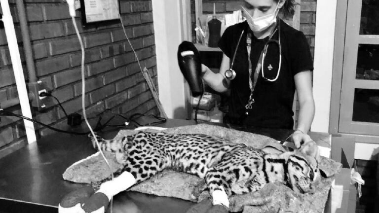 Read more about the article Ocelot Badly-Burned in Brazil-Farmer Blaze Euthanised