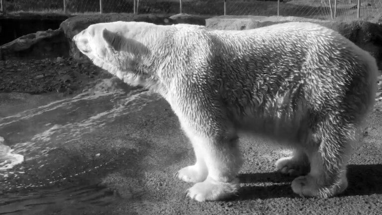 Read more about the article Oldest Male Polar Bear Put Down After Decline In Health