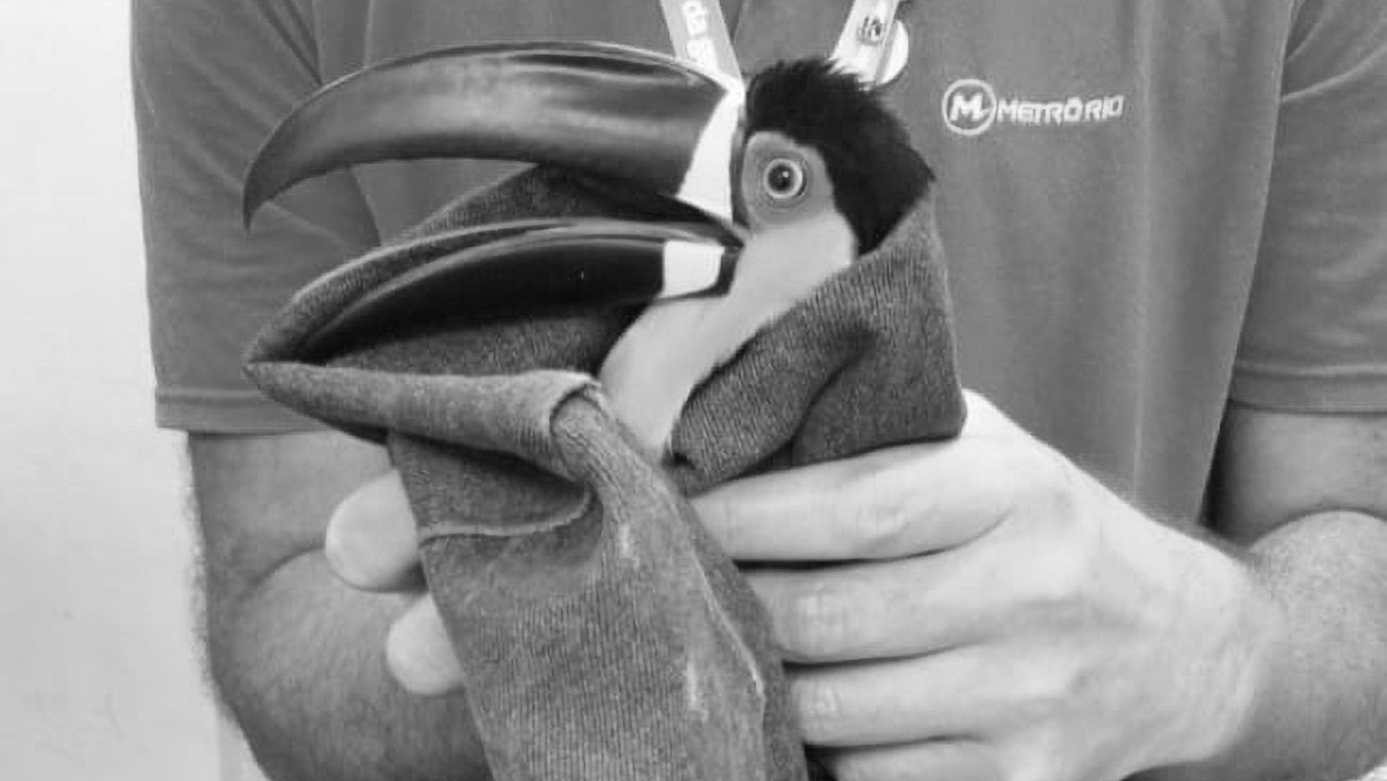 Read more about the article Toucan Rescued From Rio Underground