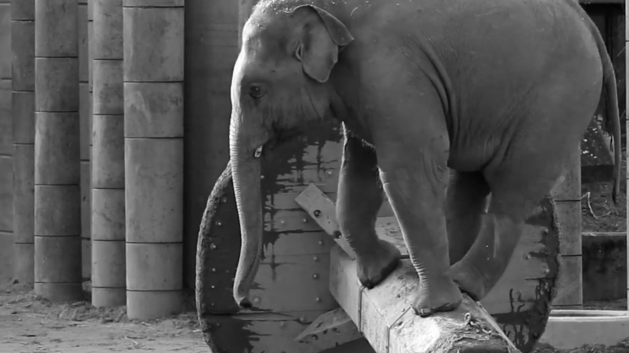 Read more about the article Elephant Does Balancing Act On Top Of Feeder At Zoo