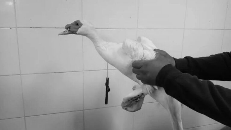 Read more about the article Duck Found Wearing Footwear And Huge Crucifix In Rio