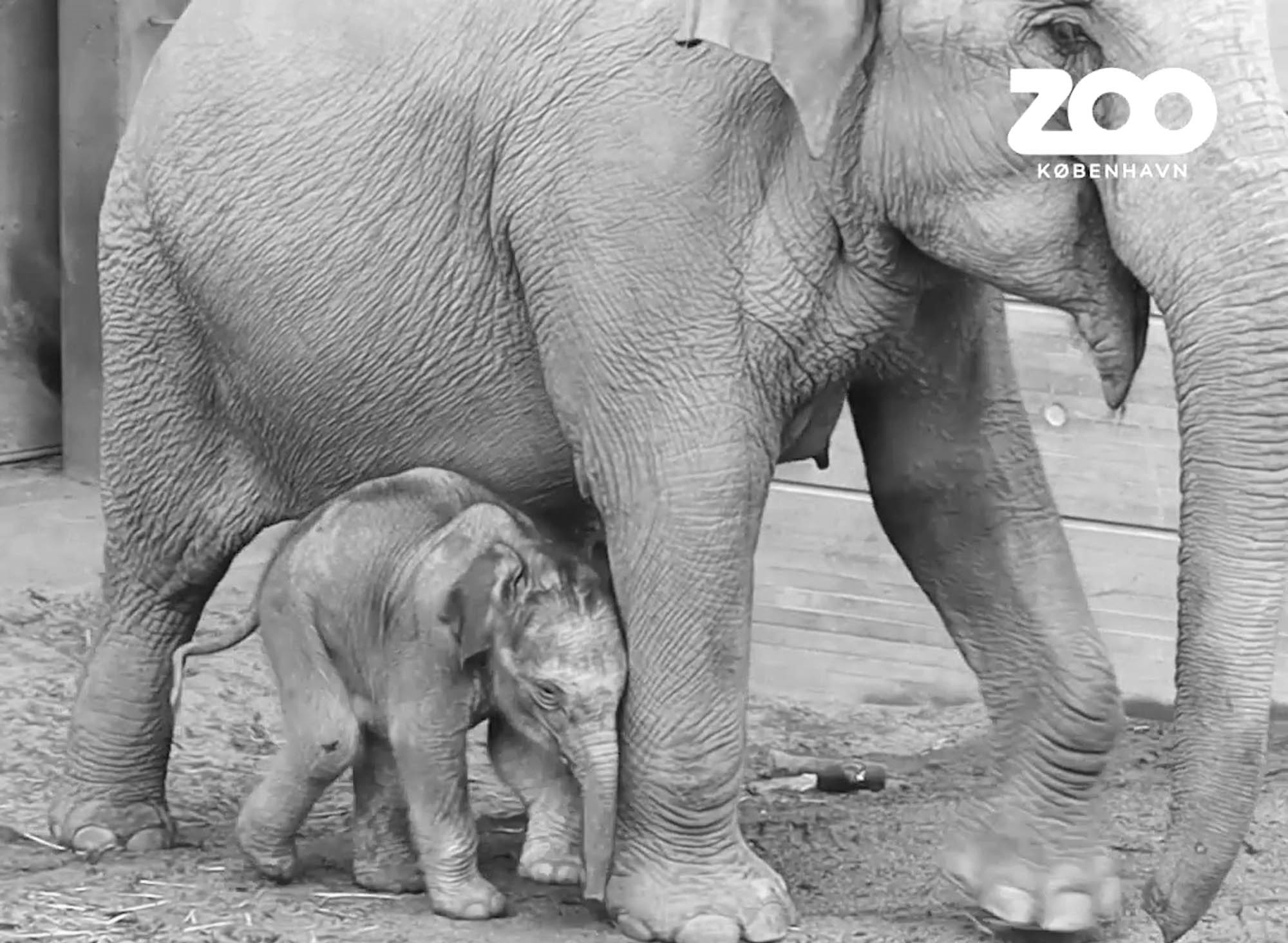 Read more about the article Moment Cute Elephant Calf Scampers Outside For 1st Time