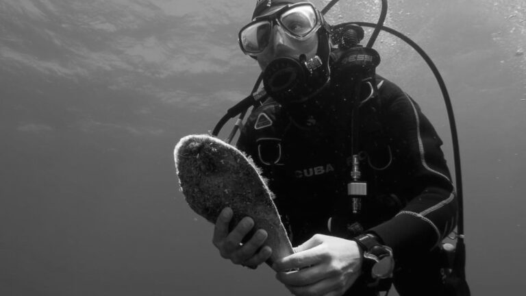 Read more about the article Giant Mollusc Returns After Being Wiped Out In Majorca