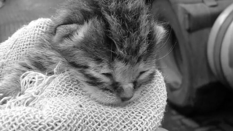 Read more about the article Kitten Rescued From Lorry Mistaken For Ocelot
