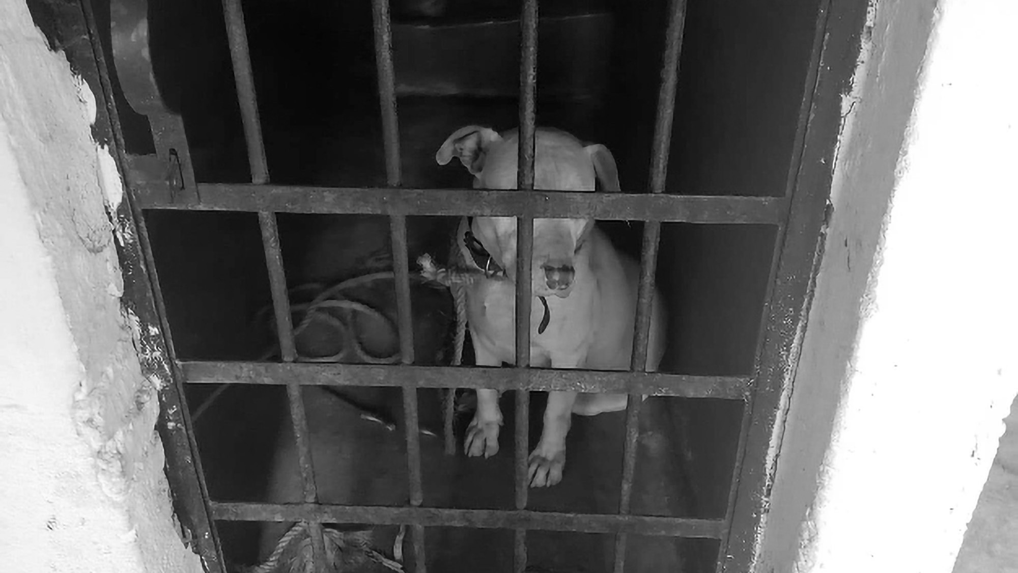 Read more about the article Animal Groups Free Starving Pit Bull From Death Row